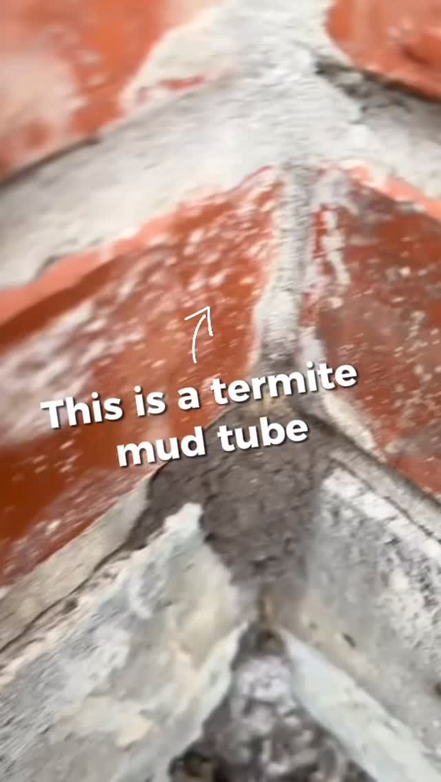 ⚠️WACO! Termite activity spotted in January!⚠️

These videos were taken this week on a home in the Hewitt / Waco / Woodway area — and yes, that’s an active termite.

Subterranean termites build these tubes out of soil and debris so they can travel between the ground and your home without being exposed to light or air. When you see tubes like this on a foundation, brick, or mortar, it’s often a sign of active termite activity.

Many homeowners assume termites are only a spring or summer problem but in Central Texas, they can stay active year-round, EVEN in January.

👀 Be on the lookout for:
• Mud tubes along foundations or brick corners
• Dirt-like lines climbing walls
• Tubes bridging gaps from soil to structure

If you see anything like this around your home, DO NOT ignore it. 🚨

👉Simply request a free termite inspection at ggapest.com - catching it early can make a HUGE difference.

