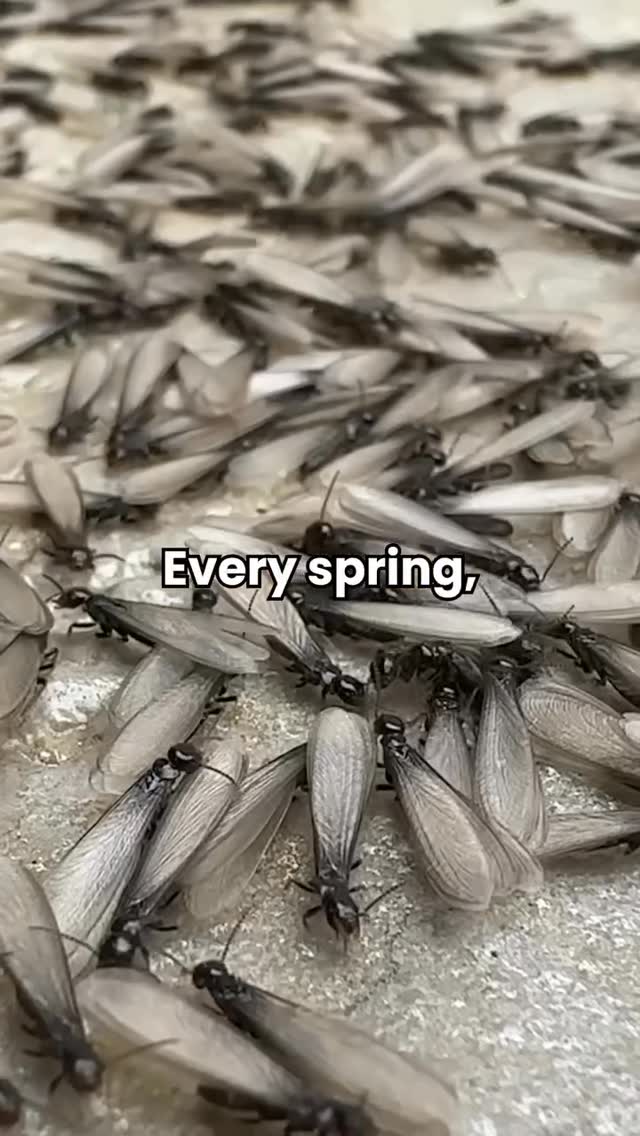 We’ve been getting more and more calls about swarmers (Termites!) being spotted across Waco, Temple, Killeen, and throughout Central Texas! 👀

As we head into peak season, this is your sign to keep your eye out for termite swarmers.

They’re often the first visible sign of a nearby termite colony, and when you see them, it usually means there’s already activity close by.

You might notice them around windows, doors, or light fixtures, especially after a warm day or rain.

Catching it EARLY makes all the difference.

If you’re seeing swarmers or just want peace of mind, now’s the time to schedule your FREE termite inspection and stay ahead of it.

👉 ggapest.com 

video credit: @pestworldofficial 

