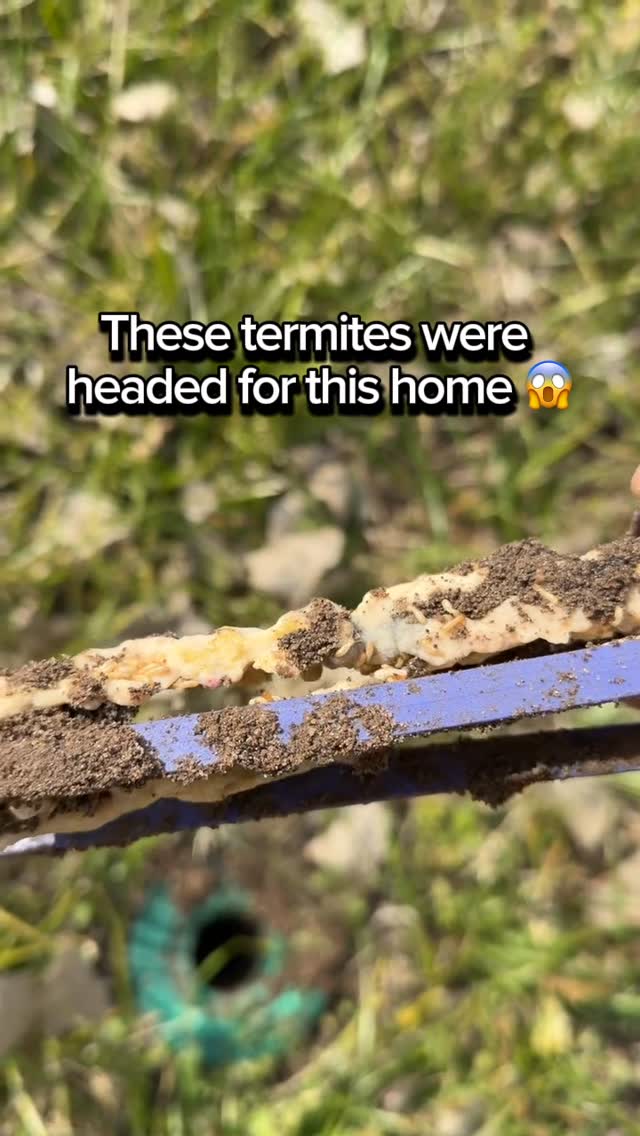 🟢 One station looked normal.
🔴 The next had active termites feeding.

That’s why routine inspections and bait stations matter.

The Sentricon System is designed to attract termites away from your home before they reach your foundation, walls, and structure.

This system is designed to:
👉 Attract termites away from your home
👉 Stop the colony at the source
👉 Help protect your biggest investment

In Central Texas, termites don’t take seasons off. They’re active year-round, even when you don’t see them.

Don’t wait until there’s damage.
Schedule your termite inspection today. 🏡🔍

