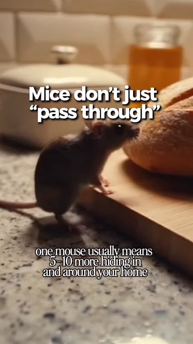 🐁 We’ve been getting a lot of calls lately about mice showing up in homes and businesses… and most people are shocked by how fast it turns into a BIGGER problem.

One mouse usually isn’t just “one.” They multiply quickly, leave droppings in hidden areas, and can cause damage before you ever see them. By the time you notice signs, there’s often already a colony inside.

If you’ve heard noises, seen droppings, or just have a bad feeling something isn’t right, it’s worth getting it checked sooner rather than later.

Protect your home from mice. 🐭
Schedule an inspection today. 
📲 ggapest.com

