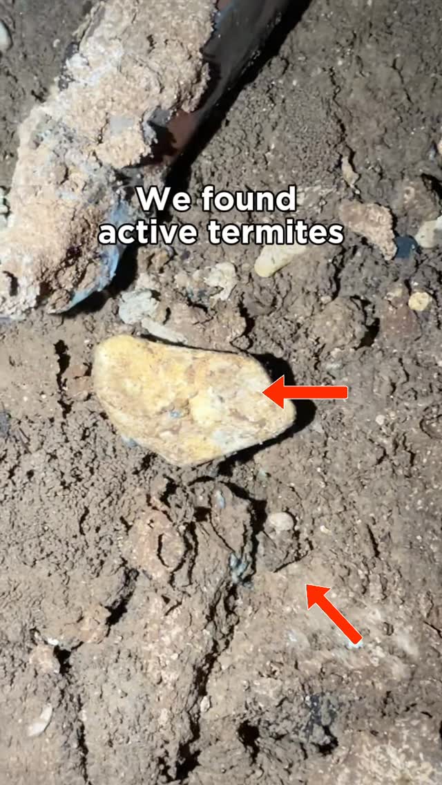 👀 On this inspection, we found active termites, along with visible mud tubes/swarm castles, and even termite galleries. 

Here’s what that means:

✅ Mud tubes and swarm castles are signs of active termite movement and colony growth
✅ A termite gallery is the network of tunnels they carve out inside the wood as they feed - that’s where the real structural damage happens

When you’re seeing tubes and galleries, the colony isn’t just nearby - it’s established.

Most termite activity happens behind walls and under floors, completely out of sight. That’s why regular termite inspections matter. 🔍🏡

We offer free termite inspections so you can catch it early! Schedule yours online today at ggapest.com 

