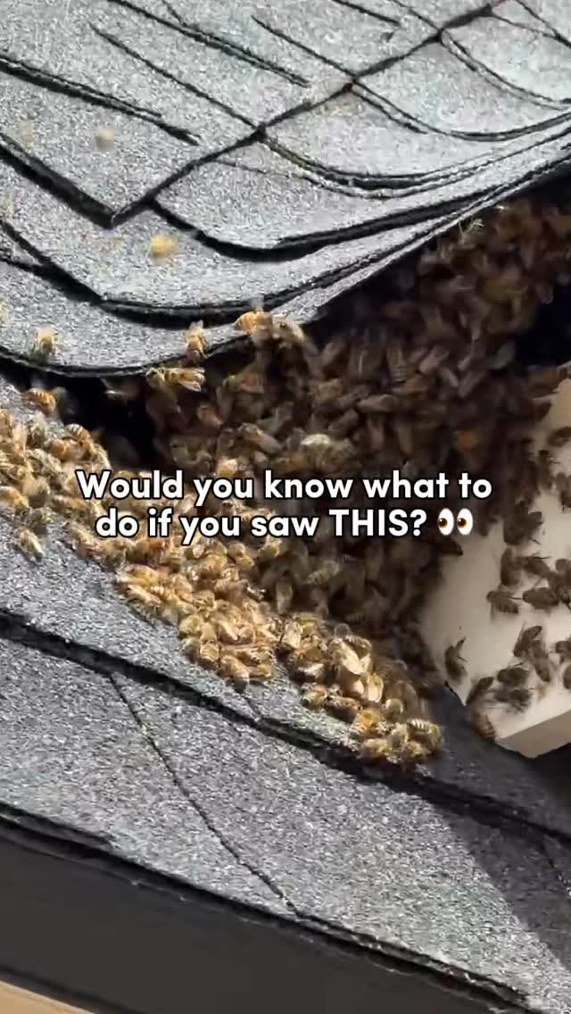 One of our technicians sent this video in from the field, and it was too cool not to share! 🐝📷

While performing pest control services, our team comes across all kinds of things, and every now and then, they find something like this..a swarm of bees! 

As surprising as it may look, bees play an incredibly important role in our environment. They help pollinate plants, gardens, crops, and flowers that we rely on every day. 🌱

If you come across a swarm of bees, it’s best to keep your distance and avoid disturbing them. 🚩Swarms are often temporary as the colony searches for a new home, but they should always be handled by a trained professional when relocation is needed.

While bee relocation isn’t a service we offer, we DO help homeowners manage other stinging and flying insects such as wasps, hornets, and yellowjackets. 

If you discover a bee swarm, we recommend contacting a qualified bee relocation specialist rather than attempting to handle it yourself.


