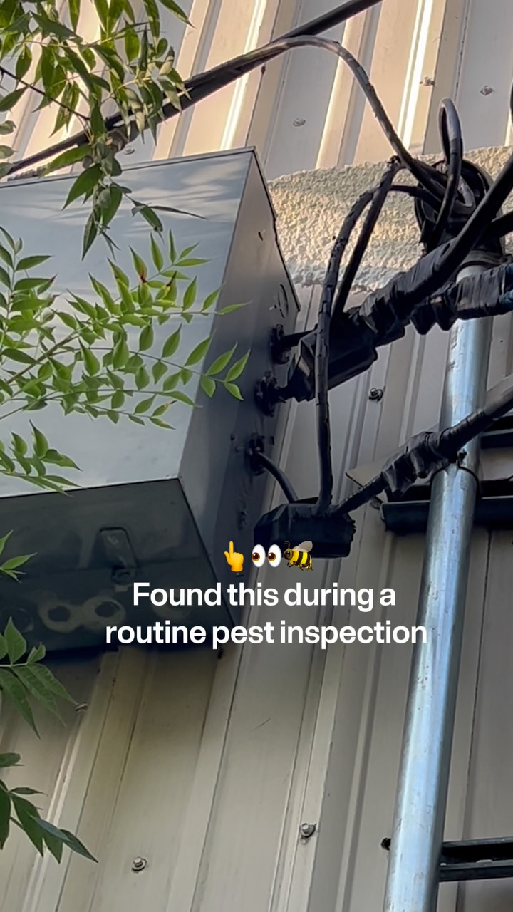 🐝 Talk about an unexpected find!

One of our pest control technicians spotted honey bees swarming around an electrical box and discovered they had made themselves right at home inside.

Bees naturally look for protected, enclosed spaces to build their colonies, and sometimes that means finding their way into places around our homes and properties that we’d never expect. 👀

It’s a great reminder of WHY regularly inspecting your property is so important. 🔍 Small gaps, cracks and openings can provide access for all kinds of pests looking for food, shelter or a protected place to settle in.

Proper pest exclusion can help identify and seal those potential entry points before a small opening turns into a much bigger surprise. 🏠🐝

