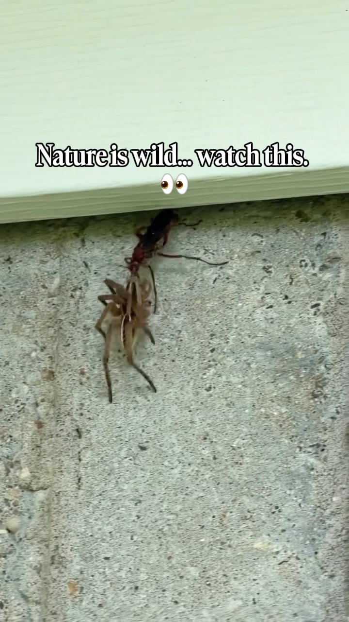 Nature has its own way of keeping balance. 🕷️👀

What you’re watching is a wasp dragging a de*d wolf spider back to its nest, where it will become food for the wasp’s babies. 

One of our technicians captured this while out on a service call. Moments like these are just one of the many interesting things our technicians get to witness in the field. 🐝🔍


