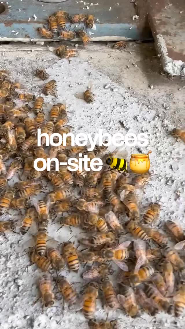 🐝 Our team came across a group of honey bees during a service visit. While they might look intimidating, honey bees play an important role in pollination and the environment.

Moments like this are a good reminder that proper identification matters. Every situation is different, and knowing what you’re dealing with makes all the difference.

If you ever notice a large cluster of honey bees on your property (also known as a swarm), it’s best not to disturb them. Contact a professional to safely assess and relocate when needed. 🐝🍯💛

👉 ggapest.com


