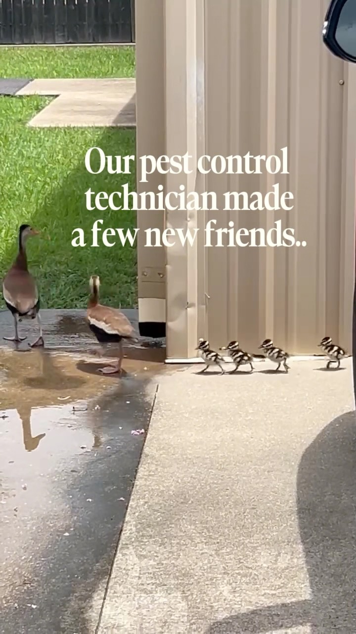 🦆 One of our pest control techs made a few unexpected friends while out on a service call, and we couldn’t help but share. Moments like these are just one of the many reasons we love being out in the community every day.

Have you ever had an unexpected wildlife encounter at your home? Tell us about it in the comments! 👇

