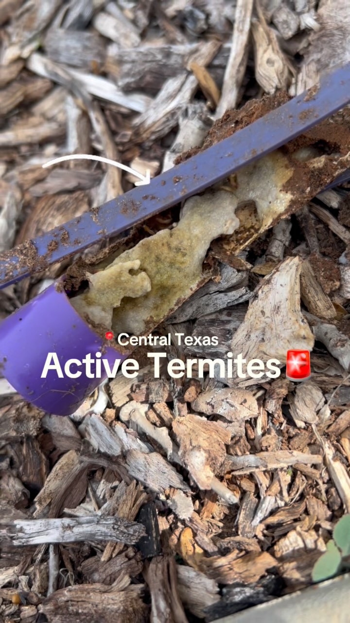 😱Don’t let TERMITES become your next Halloween horror story!

October may be coming to an end and temperatures are cooling down, but termites are still hard at work here in Central Texas! 🍂 Our technician captured this video of active termites feeding on our Sentricon termite bait, a treatment designed to eliminate the entire colony.

Unlike what many homeowners believe, termites don’t disappear when summer ends. They stay active year-round, quietly feeding on the wood in your home and potentially causing thousands of dollars in damage.

The scariest part?🎃 You may never know termites are there until the damage is done! schedule your free inspection at ggapest.com

