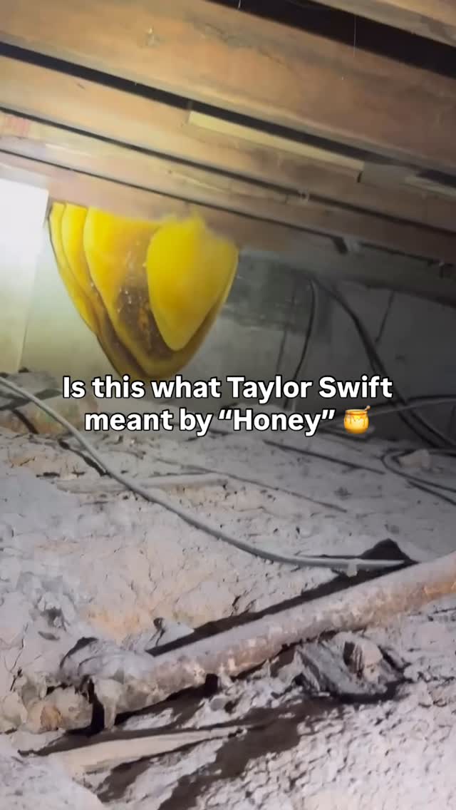 🍯 This isn’t the “life of a show girl”, it’s the life of a pest control technician. Check out this honeycomb our tech captured this morning. It’s never a dull day around here! 

