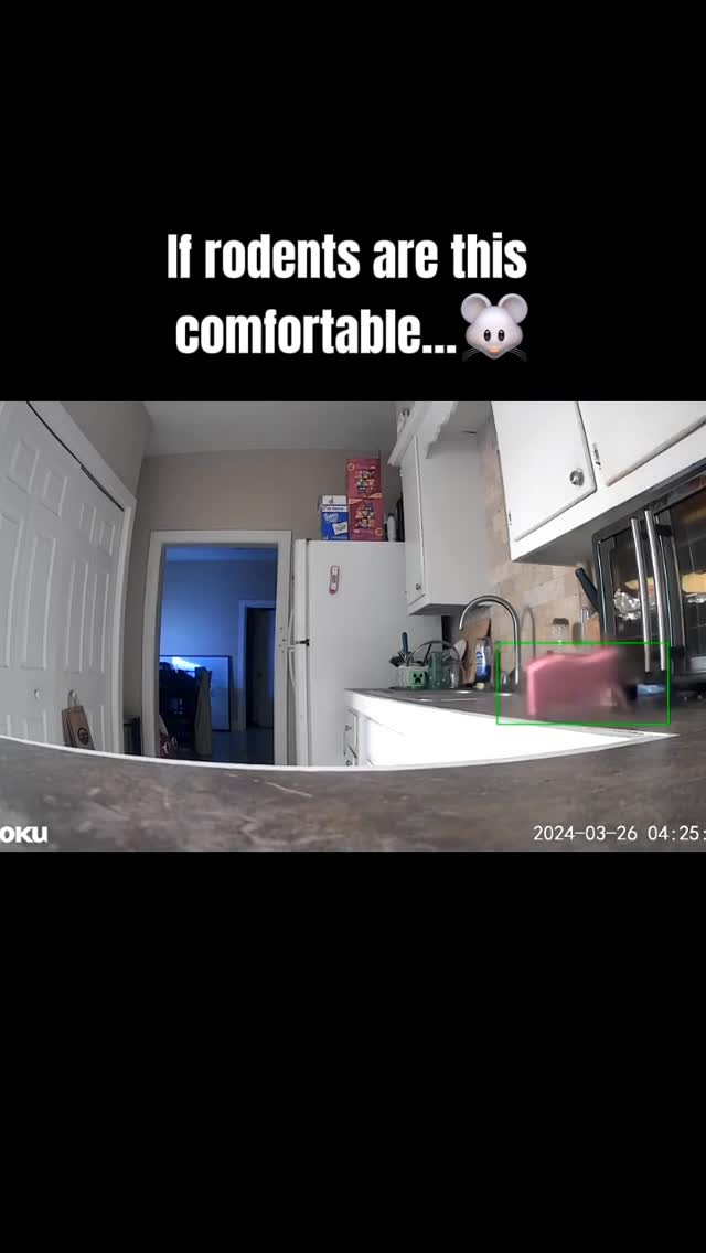 If a mouse feels comfortable enough to grab your sponge… it’s not just “passing through.” 🐭🧽😂

Rodents don’t just show up for one night. When they’re inside, they’re usually nesting, chewing, and contaminating surfaces along the way. Kitchen counters, pantries, insulation, wiring - nothing is off limits.

And the longer they stay, the harder (and more expensive) it becomes to fix.

Don’t make rodents your roommates.

We offer free rodent inspections and professional rodent control solutions to get them out, and keep them out.

Grab your $50 off coupon at ggapest.com and schedule online today.

—

🎥 video credit: @elynng1783

