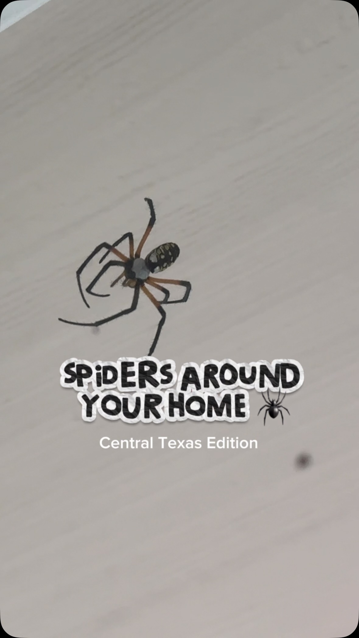🕷️ Have you noticed more spiders around your home this fall?

Many spiders become more noticeable during the fall months here in Central Texas! 🕷️🍂🕸️ Some species reach maturity around this time, while others may be out searching for mates.

You might spot them around windows, porches, landscaping, or wooded areas. While they may look intimidating, most spiders are beneficial predators that help control other insect populations.

Here’s a closer look at two spiders spotted right here in Central Texas! 👀


