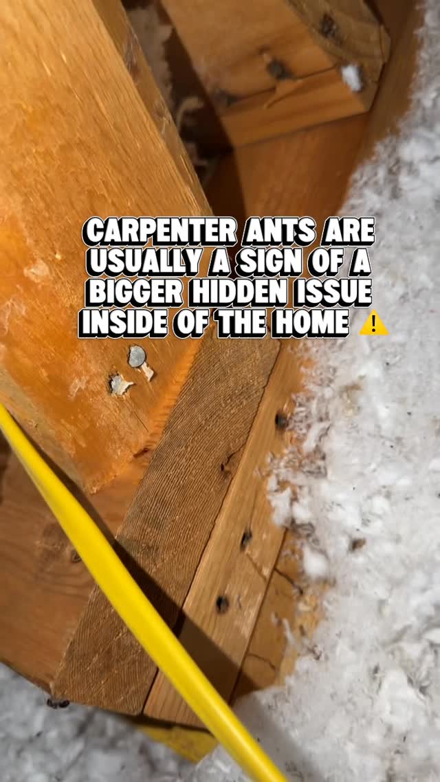 Here’s something most homeowners never see… carpenter ants active inside an attic. 🐜🏠

Unlike typical household ants, carpenter ants often nest inside damp or damaged wood and can spread quietly through hidden areas of a home.

Attics are one of the most overlooked places we find activity because moisture, wood, and low disturbance create the perfect environment.

If you’re constantly seeing large ants inside your home, especially around windows, ceilings, or bathrooms, there may be a bigger issue hiding behind the scenes. ⚠️

Routine pest inspections help catch problems like this early before damage gets worse. 👉 ggapest.com

