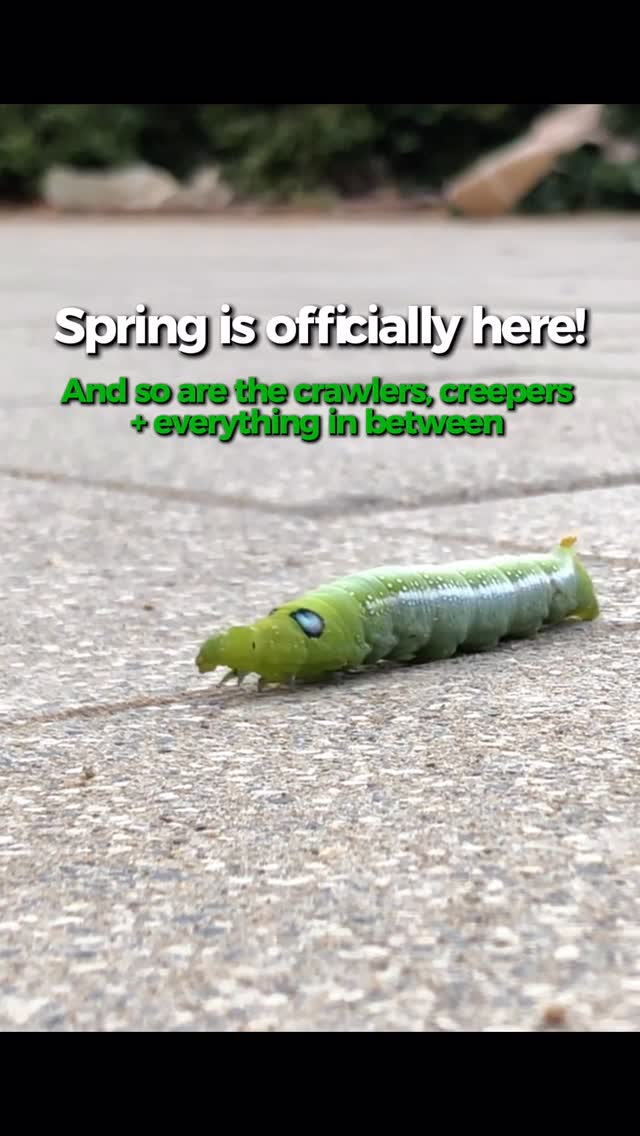 Happy first official day of spring 🌱
You may have already started noticing more bugs popping up around your home… and this is just the beginning.

Check out this Hawk-Moth Caterpillar our technician spotted. Pretty cool to see, and a good reminder that not all bugs are pests. 🐛🍃

But as the weather warms up, activity from bugs you don’t want around, like cockroaches and spiders, starts to pick up too. 🕷️🐜

With spring here, eggs are hatching faster and pest activity will only continue to increase. If you want to get ahead of it, now is the time to schedule your pest control service and take advantage of a free inspection.

👉ggapest.com

