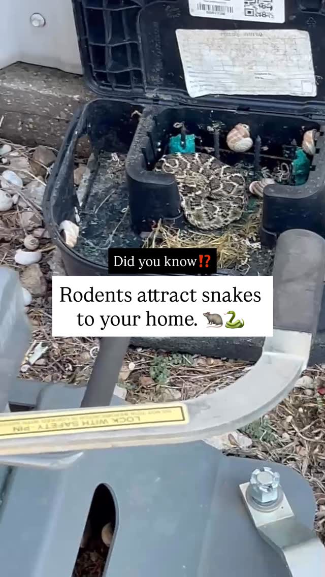🐍 Seeing snakes around your Central Texas home? Here’s what’s really going on. 👀

One of our technicians spotted a snake inside of a rodent bait station, and while that can sound alarming, it actually makes sense. Snakes are drawn to areas where rodents are active because rodents are a primary food source. If mice or rats are around, snakes may not be far behind.

Here’s the important part 👉 snakes aren’t attracted to the bait itself. They’re attracted to the smell and activity of rodents. That’s why proper rodent control matters, not just to stop damage inside your home, but to reduce what can draw unwanted wildlife closer to it.

Our approach focuses on:
	✅ Controlling rodent populations safely
	✅ Identifying entry points and harborage areas
	✅ Placing and monitoring bait stations 
	✅ Reducing conditions that attract rodents (and the predators that follow)

If you’re seeing more rodent activity, snake sightings, or signs like droppings or burrows, it’s a good time to get ahead of it. Preventing the food source is one of the best ways to help keep snakes at a distance.

👉ggapest.com

