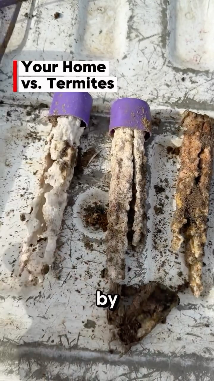 Termites don’t just show up.
They work quietly. Constantly. And usually where you can’t see them - inside walls, support beams, and structural wood. 🏠👀

By the time most homeowners notice termite damage, thousands of dollars in repairs may already be needed.

Here’s what many people don’t realize:👇
Most homeowners insurance policies do NOT cover termite damage because it’s considered preventable.

Termites never stop feeding. A colony can cause serious structural damage over time if left untreated.

The good news? Early detection makes a HUGE difference. If you’re a homeowner and haven’t had a termite inspection recently, NOW is the time. ⏰

Schedule your free termite inspection and make sure what’s inside your walls isn’t costing you later. 👉 ggapest.com

