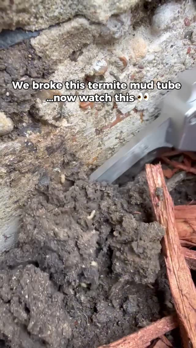 Breaking open a termite mud tube gives a real look at what’s happening behind the scenes. 👀

What you’re seeing:
• Mud tubes = protected pathways termites use to travel between soil and your home 🏡 
• Worker termites scatter when disturbed
• Soldier termites step in to defend the colony and attack threats🛡️🗡️

Did you know⁉️ Termites are one of the most destructive pests, working silently and often going unnoticed while causing thousands in structural damage over time. 💰😭

If you’re seeing mud tubes or anything that looks off, don’t ignore it.

Schedule your free termite inspection and catch it early before it turns into a costly repair. 👉ggapest.com

