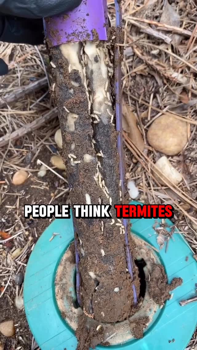 🚨Waco!!🚨 Termite activity is already showing up.

Our technician found ACTIVE termites right here in town (yes… even this time of year). A lot of people assume termites are only a summer problem, but in Texas, they can stay active year-round - and the biggest issue is that they often cause damage before you ever see them.

That’s why we recommend proactive protection like the Sentricon Termite Baiting System. 🏡 These bait stations are installed underground around the perimeter of the home, where termites naturally travel, helping eliminate the colony at the source before major structural damage can happen.

If you’re in the Central Texas area, this is your reminder to stay alert 👀 because termite damage often starts long before you can see it. 

📲 Schedule your FREE termite inspection today at ggapest.com - it’s fast, easy, and could save you thousands in repair costs.

