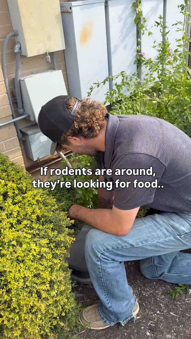 🐀Rodents don’t wander, they search for food. That’s why bait stations are so effective.

Inside each station is bait that smells like the foods rodents already eat - grains, seeds, and protein-rich scents. It draws them into the station and away from your home or business.

Benefits of having bait stations around your property ⬇️
✔ Stops rodents before they get indoors
✔ Helps prevent nesting and chewing damage
✔ Protects wiring, insulation, and stored belongings

Regularly refreshing the bait (like you see in this video) keeps the station working and reduces activity fast.

👉Need rodent control this season? Visit ggapest.com to learn more and to schedule a free inspection.

