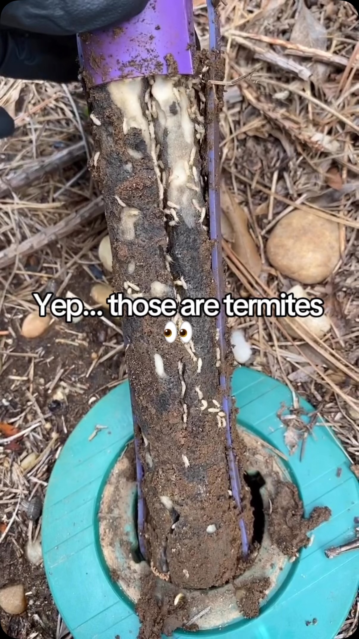 The only time seeing termites around your home is a GOOD thing. 👀🏡💰

The Sentricon® System uses bait stations placed around your home to target termites at the source. Termites feed on the bait and share it with the colony, helping eliminate the ENTIRE colony, including the queen. 👑❌

That’s important because termites can quietly cause thousands of dollars in damage before you even know they’re there.

Want to protect your home? We offer FREE termite inspections in Central Texas! 

👉Book yours online at ggapest.com 

