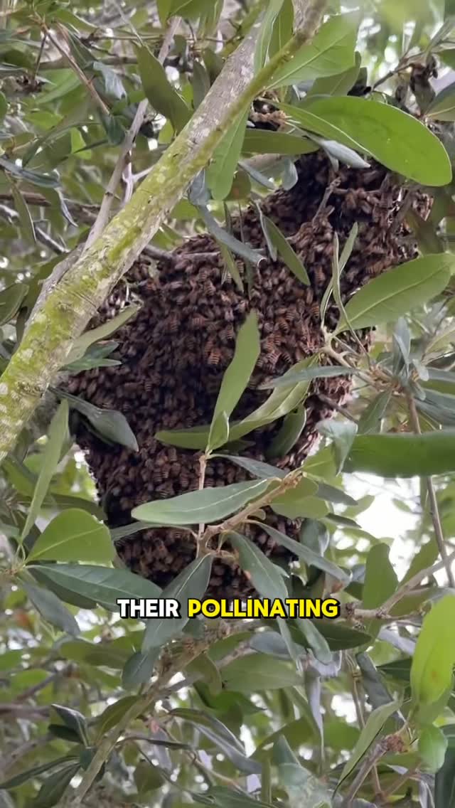 One of our technicians responded to a call for a “nest” in a tree… but it turned out to be a swarm of bees! 🐝

Believe it or not, swarming bees are usually just stopping to rest while they search for a new place to call home. Since the weather has been cooler, this swarm was staying pretty calm and conserving energy. Once temperatures warm back up, they’ll get back to what they do best..pollinating and helping our environment thrive. 🌼🌱

Definitely one of the more interesting things we get to see out in the field! Our tech did a great job educating the homeowner and safely checking things out.


