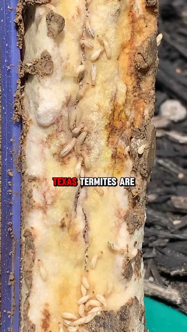 😱 Termites are one of the most destructive threats to a home or business and they work quietly behind the scenes, causing expensive damage long before you ever see the signs.

They feed on the structural wood of your property including walls, floors, and support beams, weakening it from the inside out. ❌🏠

That’s why we use the Sentricon® system, a proven termite baiting system designed to eliminate the entire colony, including the queen. It works continuously, targeting termites at the source, not just the ones you see.

To make it easy to get ahead of termites, ALL APRIL LONG we’re offering: 

🔍 Free termite inspections
✅ $100 OFF termite control

Schedule your free inspection today!
ggapest.com 

