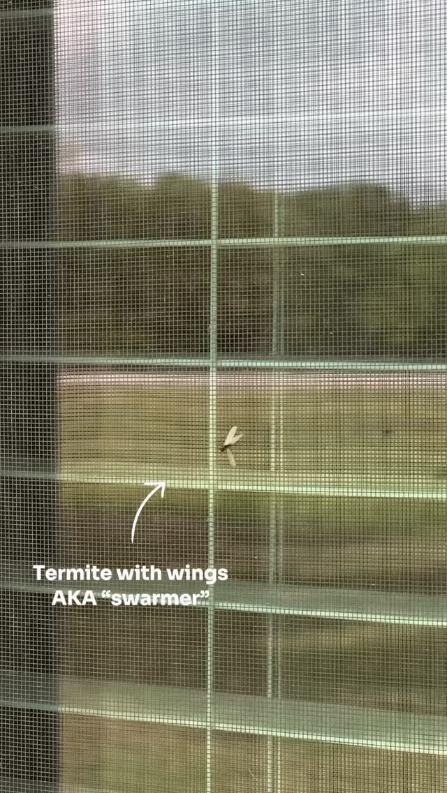 🏠💰Knowing this could save you THOUSANDS in home repairs! 

Termite swarmers (also called alates) are reproductive termites looking to start new colonies, and when you see them, it usually means a colony is nearby. 👀

They’re most active in spring, especially after warm rain. During a swarm, they fly out, pair off, land, and shed their wings before beginning to nest.

A common sign homeowners miss is the aftermath - small piles of discarded wings around windows, doors, or baseboards. 🪟🔍

Termites cause BILLIONS in property damage each year, and most of it isn’t covered by insurance. What starts small can quickly turn into costly structural repairs.💸

If you’re seeing winged insects or shed wings around your home, don’t ignore it.

Schedule a free inspection online at ggapest.com and we’ll walk you through the best termite treatment options for your home. ✅

