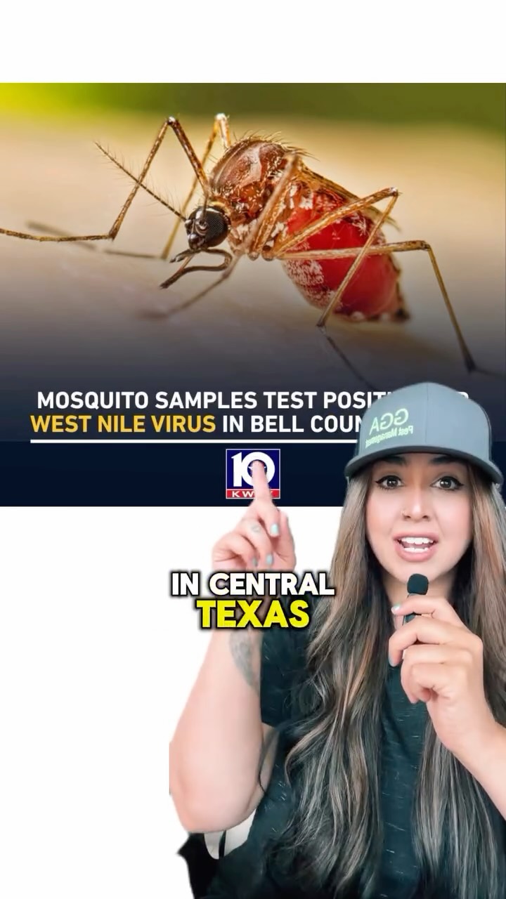 🚨🦟 West Nile virus has recently been detected in Central Texas. Here are 3 simple ways to help keep mosquitoes away from your home.

👉Tip 1: Dump any standing water around your property. Even a small amount in flower pots, buckets, bird baths, or clogged gutters can become a mosquito breeding site.

👉Tip 2: Keep your grass trimmed and shrubs maintained. Mosquitoes love cool, shaded areas where they can rest during the day.

👉Tip 3: Protect your yard with regular mosquito treatments to target the areas where they hide and breed.

⏰ For a LIMITED-TIME, we’re giving away your first mosquito treatment FREE when you sign up for recurring pest control. 

Book your free inspection at ggapest.com and enjoy a safer, more comfortable yard with fewer mosquito bites.🏡🌱

