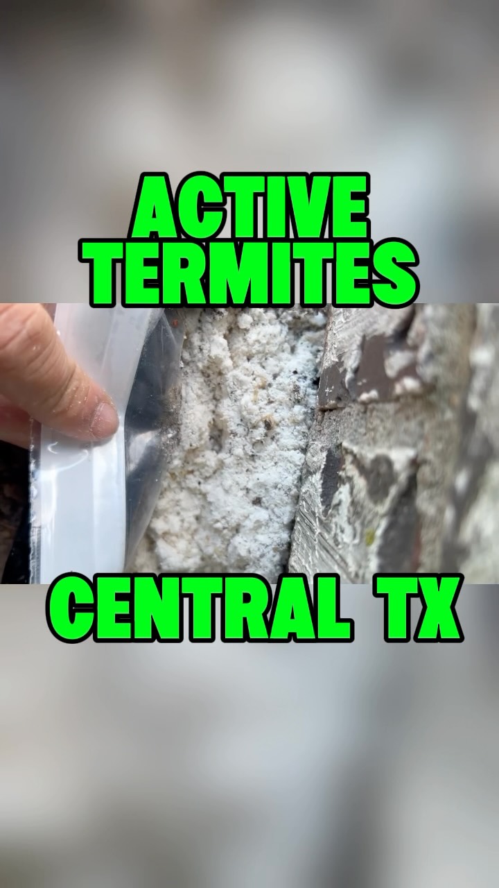 🚨Yes, termites are STILL active in Central Texas, even in late October!

Our technician captured this video of an above-ground Sentricon bait station filled with active termites!

🤔 What is Sentricon? It’s a termite baiting system designed to eliminate termite colonies and provide long-term protection. Above-ground stations target existing termite activity, allowing termites to carry the bait back to their colony.

Termites can cause THOUSANDS of dollars in structural damage, often before homeowners even realize there’s a problem. 🏠💰🔥

This is exactly why year-round termite protection is so important, and why this homeowner is staying one step ahead! 

Free termite inspections 👉 ggapest.com

