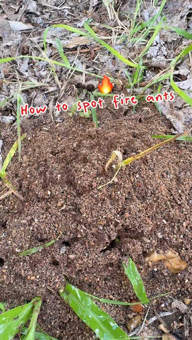 🐜🔥 Fire ants aren’t just annoying, they can be aggressive, their stings are extremely painful, and they can quickly become a serious problem for kids, pets, and anyone spending time working or playing in the yard. 

These colonies spread FAST, and a lot of homeowners don’t realize they have a problem until someone accidentally steps in a mound. 😩

If you’re noticing suspicious fluffy mounds around your property, it’s a good idea to get them treated early before the infestation spreads even more.

Our Fire Ant Prevention Service is designed to help eliminate active colonies and PREVENT future infestations, with protection backed by a 1-year warranty.

👉Book your free inspection online at ggapest.com

