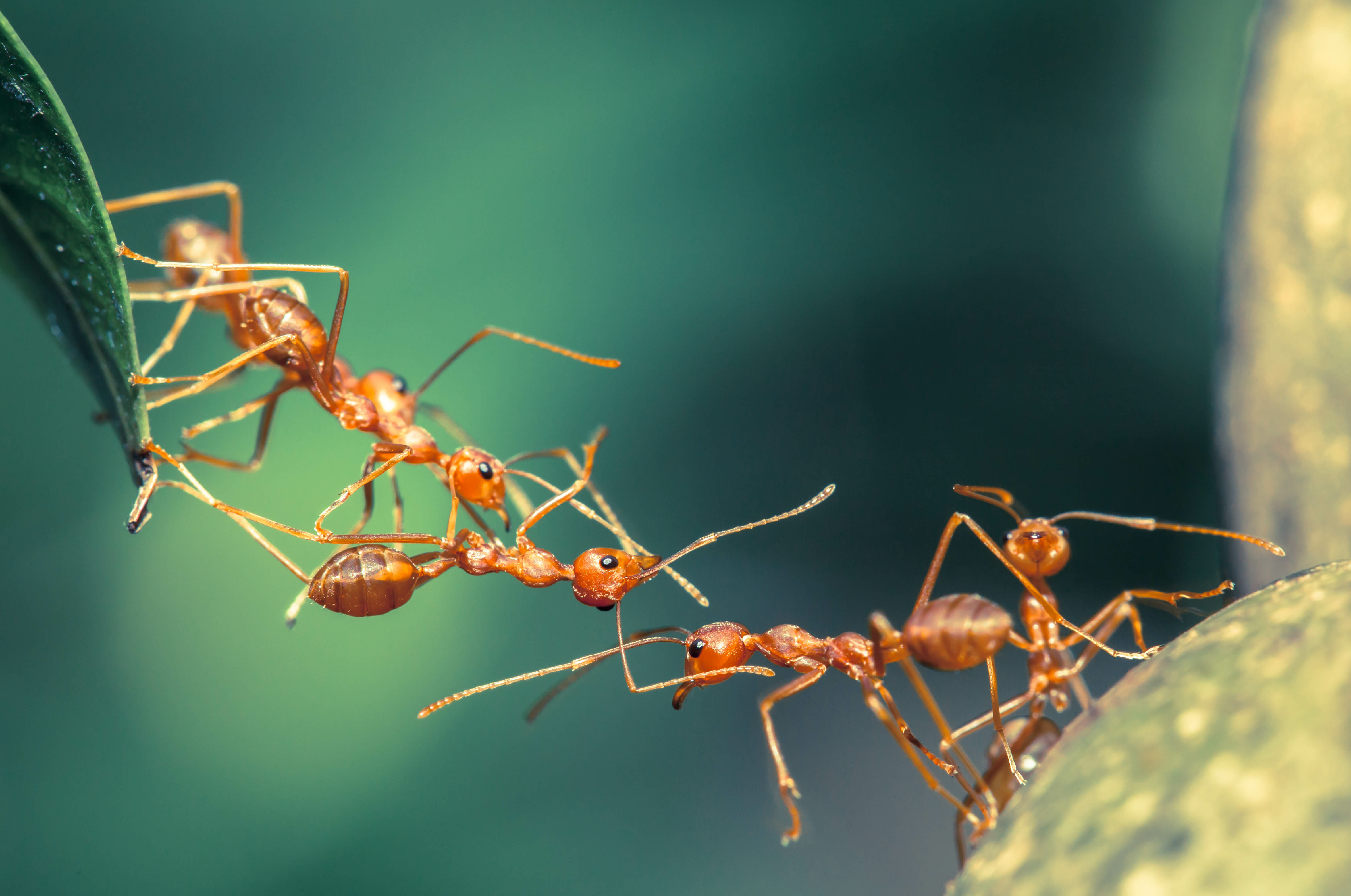 Common ants outside - learn more about ant species in Texas with GGA Pest Management.