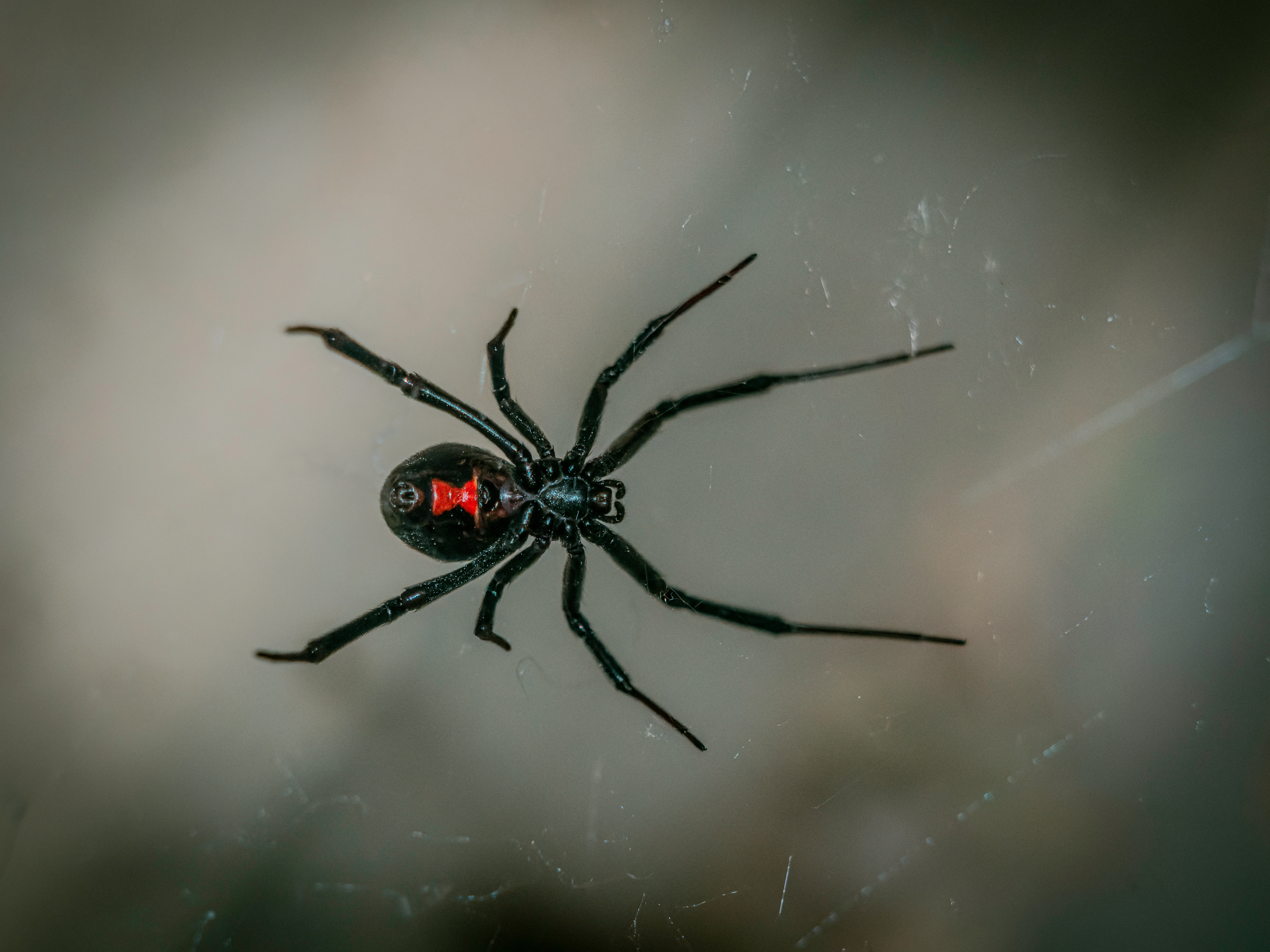 An image of a black widow in TX.