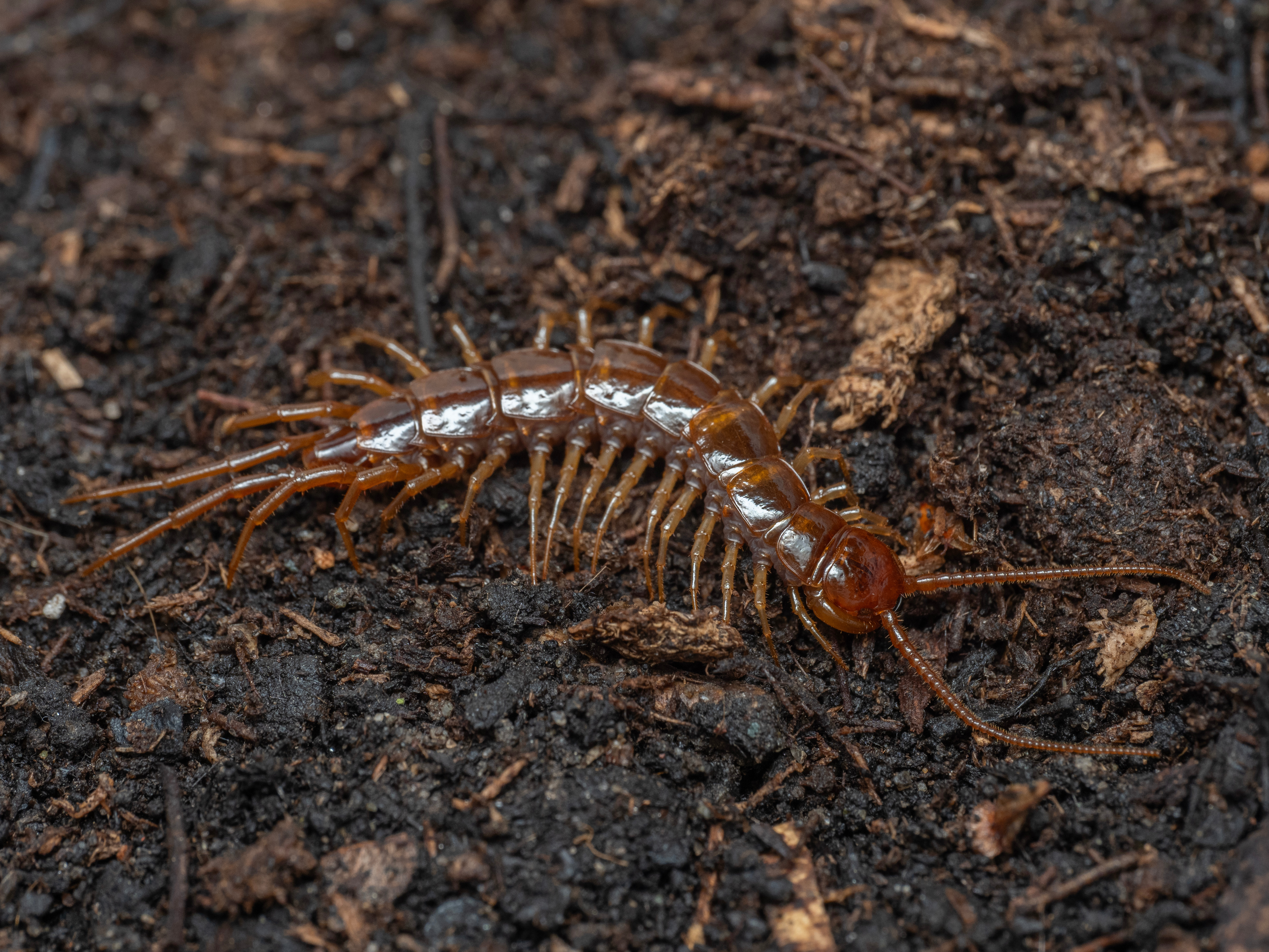 A close-up picture of a centipede crawling through soil - learn more about fall pest prevention tips with GGA Pest Management!