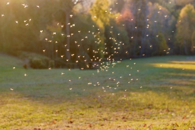 A swarm of mosquitos outside in the summer.
