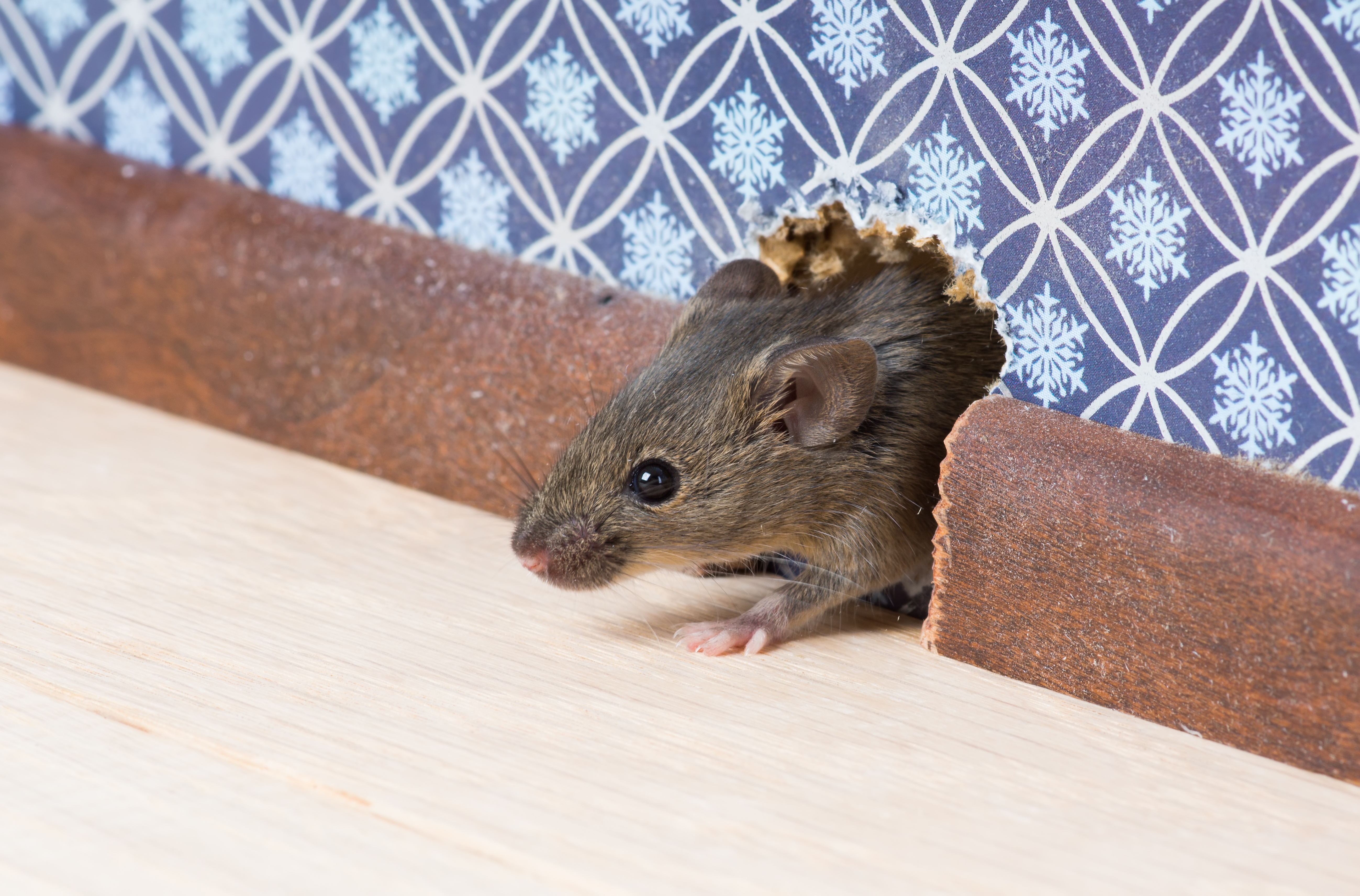 A mouse infiltrating a home - contact GGA to learn the best ways to prevent a rodent infestation in your home.