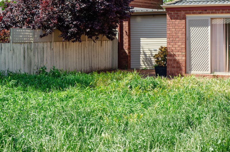 An overgrown lawn that needs to be cut.