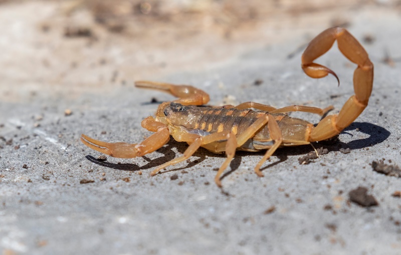 An image of a scorpion in TX.