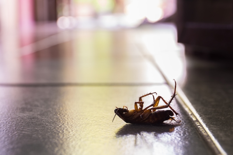 An image of a german cockroach in TX.
