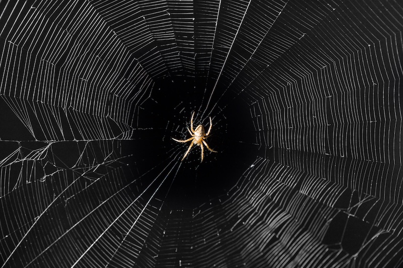 A spider resting on its web — to get rid of creepy pests in your home, try these tips from GGA Pest Management.