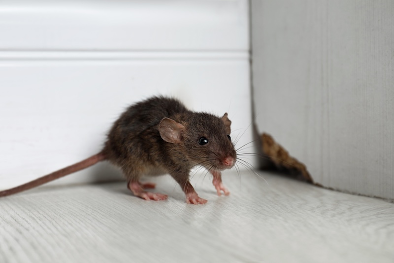 An image of a mouse in a home in TX.