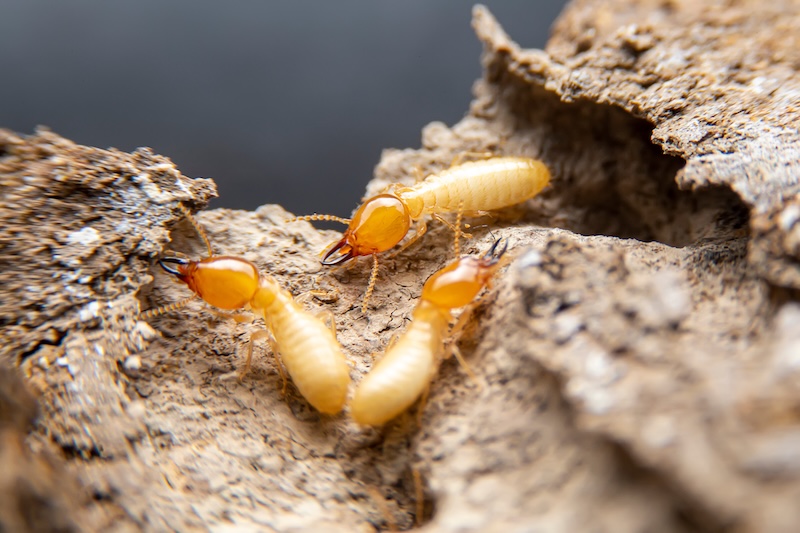 A group of three termites on wood.