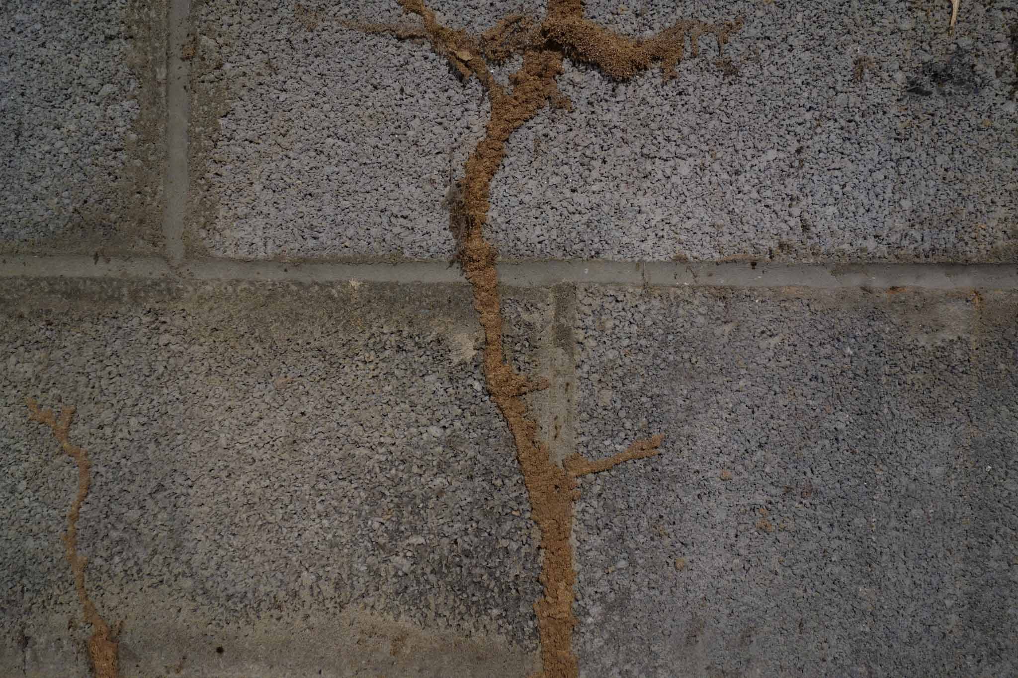 An image of termite mud tubes.