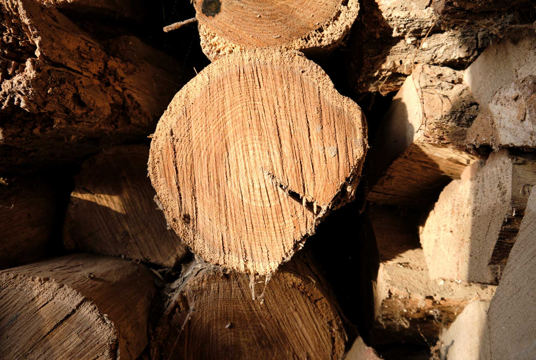 An image of stacked wood - an attractant for termites.