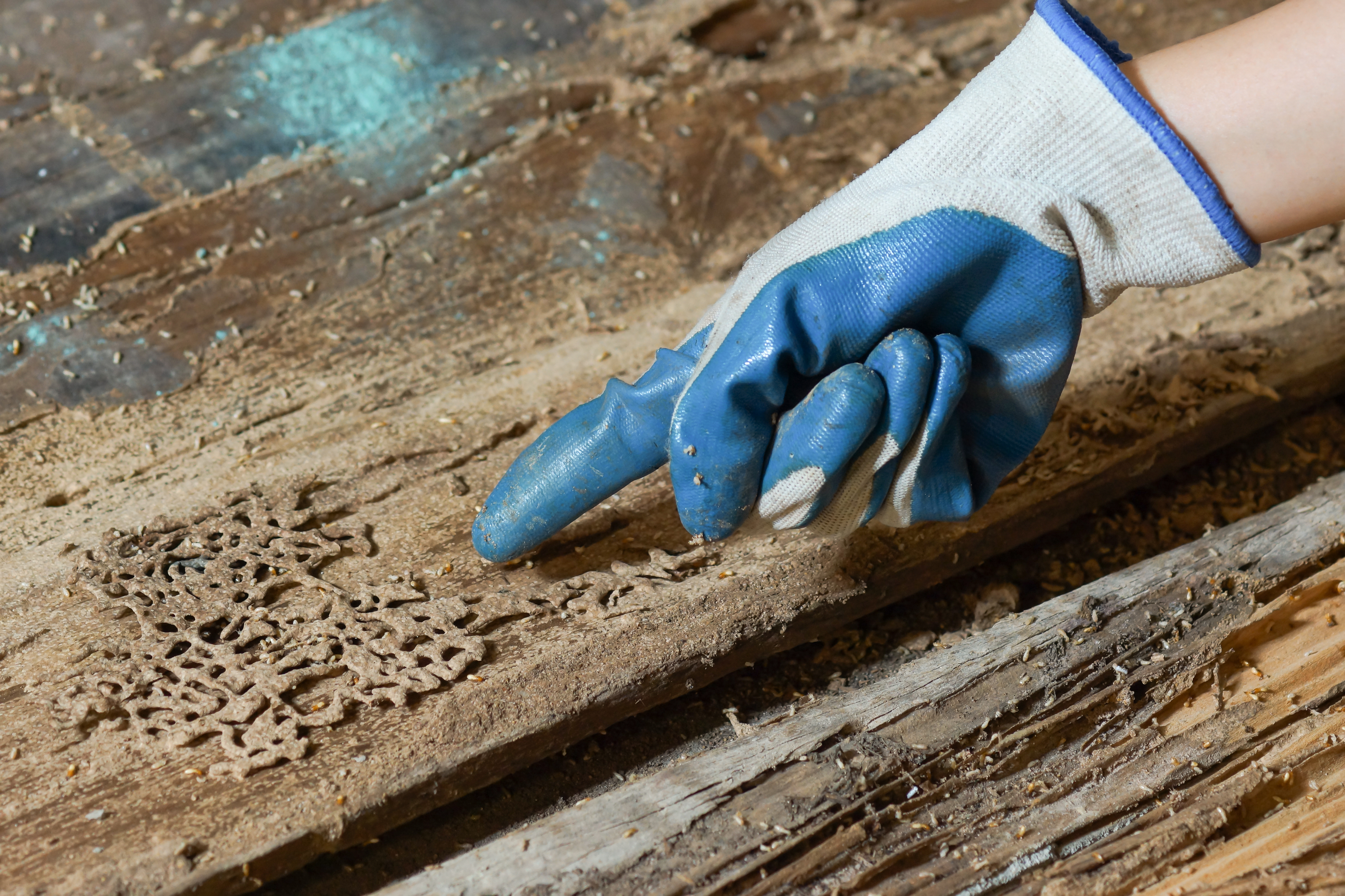 Warning Signs of Termite Activity. GGA Pest Management A GGA Pest Management technician pointing out termite warning signs.