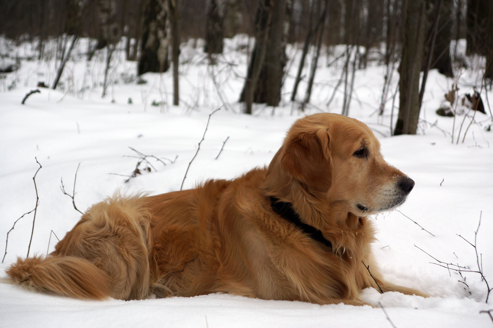 An image of a dog sitting in the snow - fleas attach to pets in winter to get inside homes.