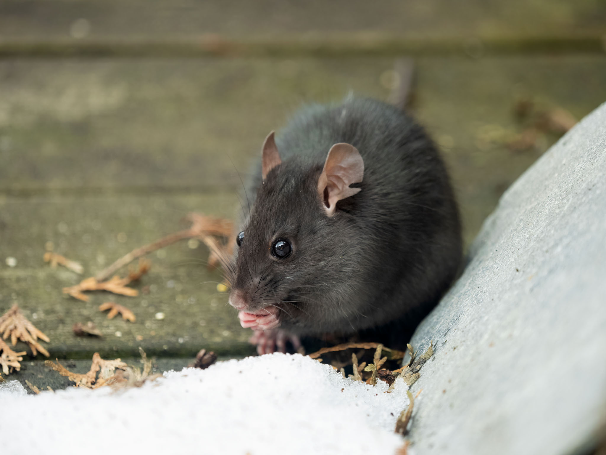 A rat outside during winter - learn the dangers of pests near your property and how to manage them with quality pest management from GGA Pest Management!