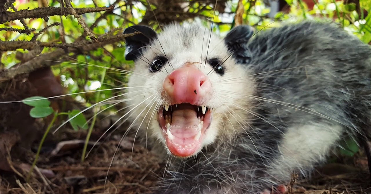 Opossums carry rabies gga pest management