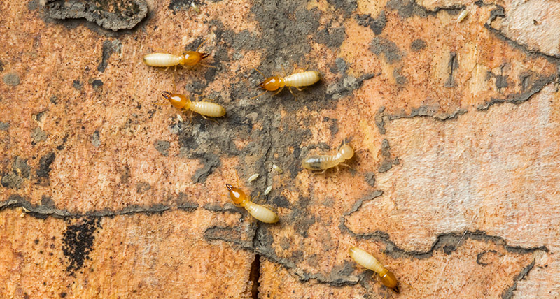 termite pest control damage
