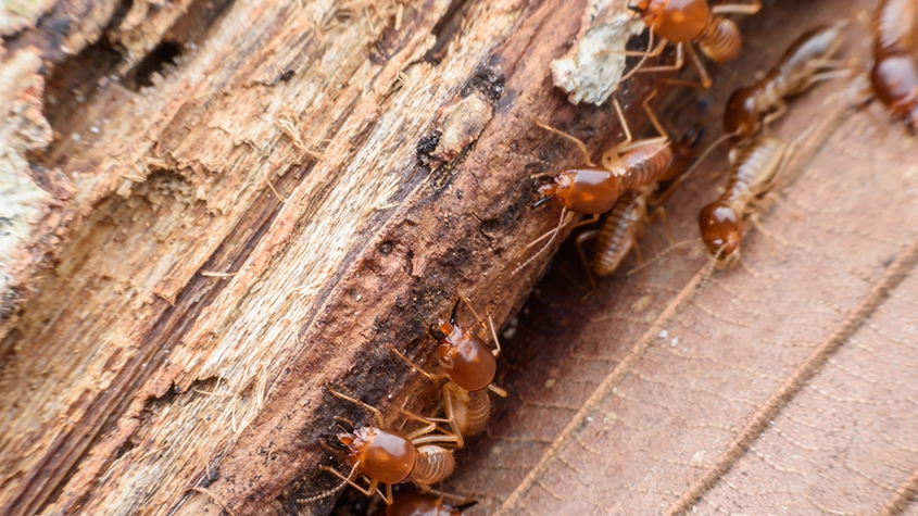 termite pest control gga pest management