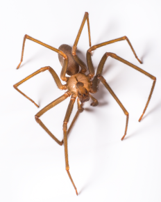 brown_recluse_spider_-_bug_0758