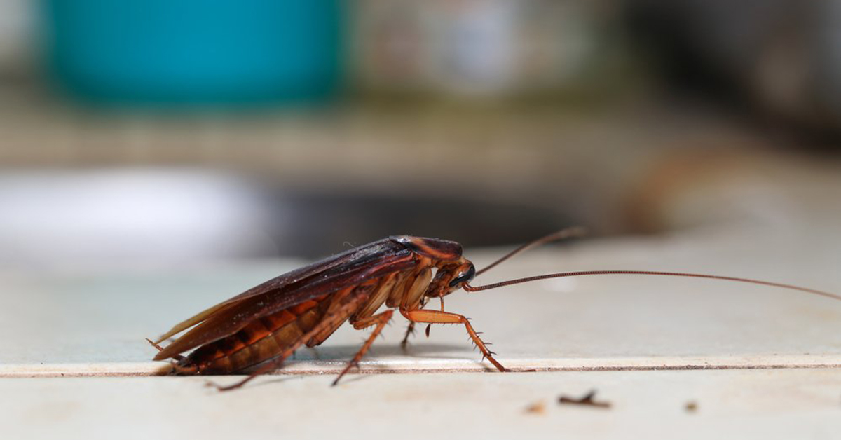 most common household bugs gga pest management