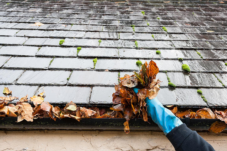 gutter protection pest control